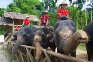 Activiteiten Phuket - Rit op olifant