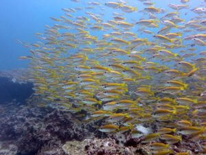 Duiken en Snorkelen Koh Lanta