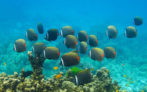 PADI Koh Samui Duiken